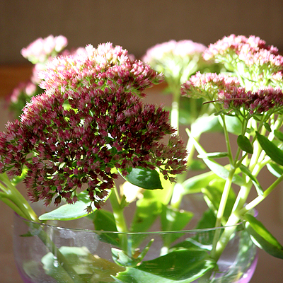 Om WLH och corona/covid-19